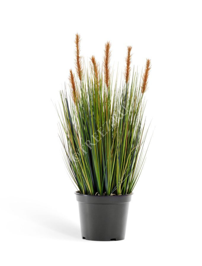 Трава Осока куст с коричневыми султанами фото