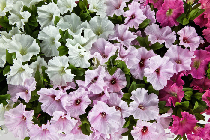 Петуния куст белый фото