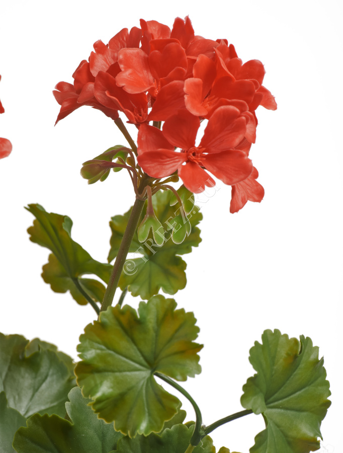 Герань красная цветущий куст (UV-фильтр) фото