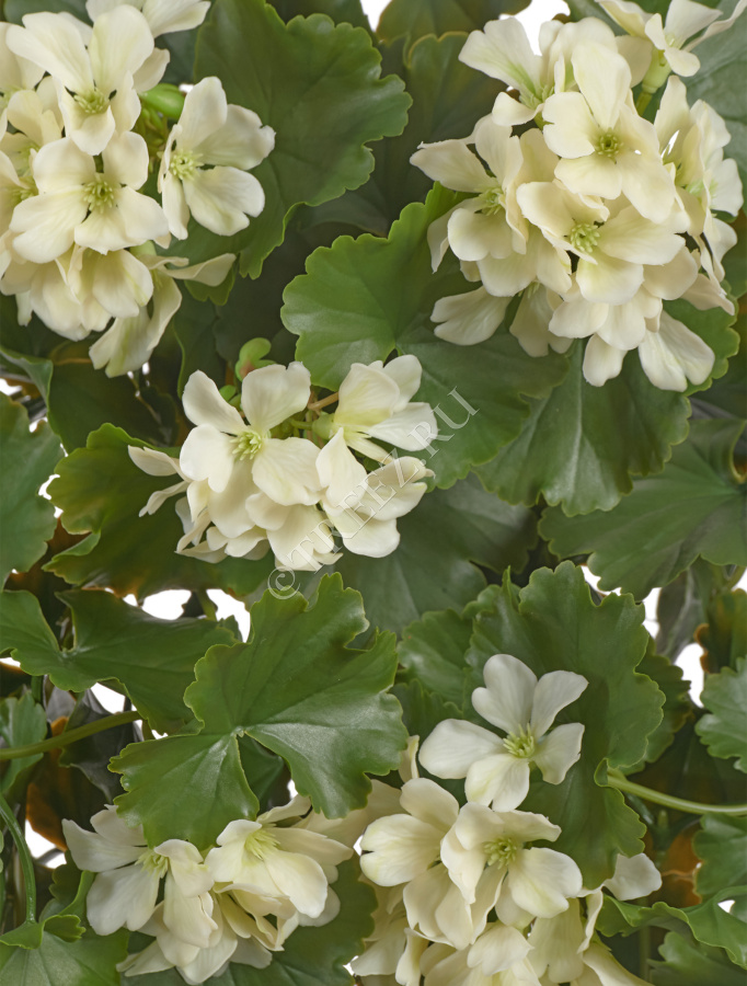 Герань ампельная кремовая (UV-фильтр) фото