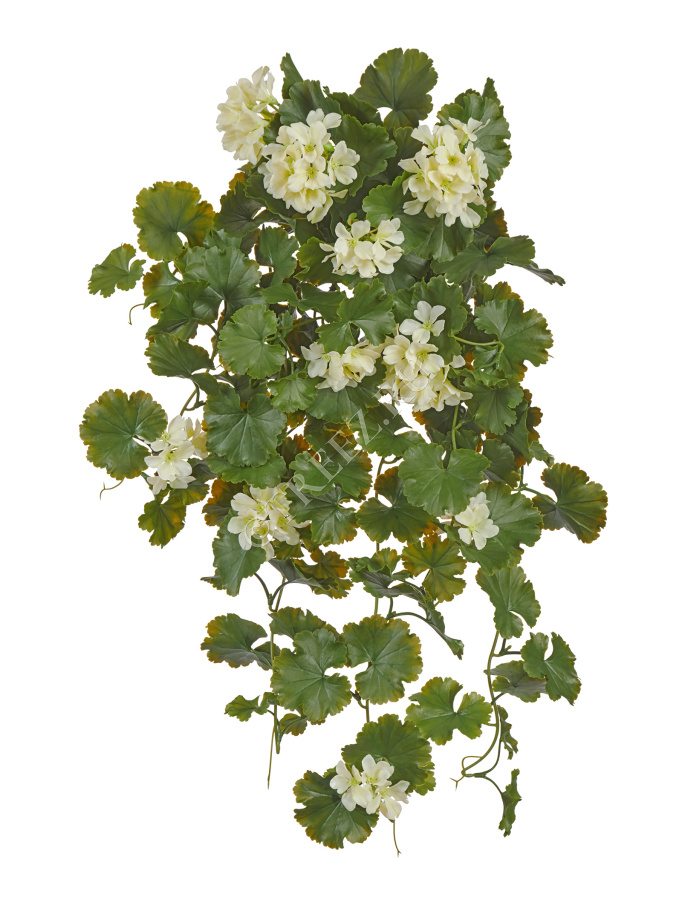 Герань ампельная кремовая (UV-фильтр) фото