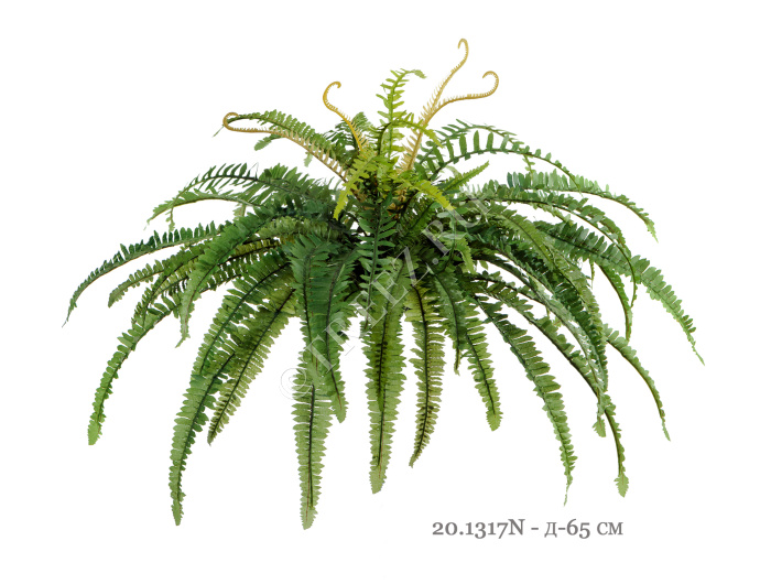 Папоротник лесной фото