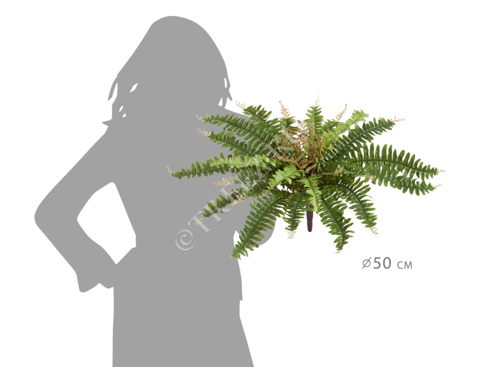 Папоротник Бостон Новый натуральный зеленый фото