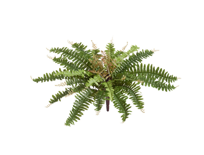 Папоротник Бостон Новый натуральный зеленый фото