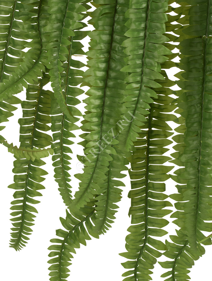 Папоротник Бостон Новый свисающий Гигант фото