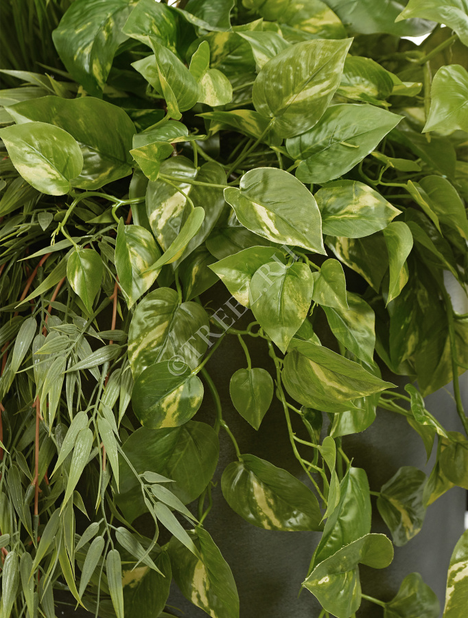 Потос Элегант ампельный большой новый фото