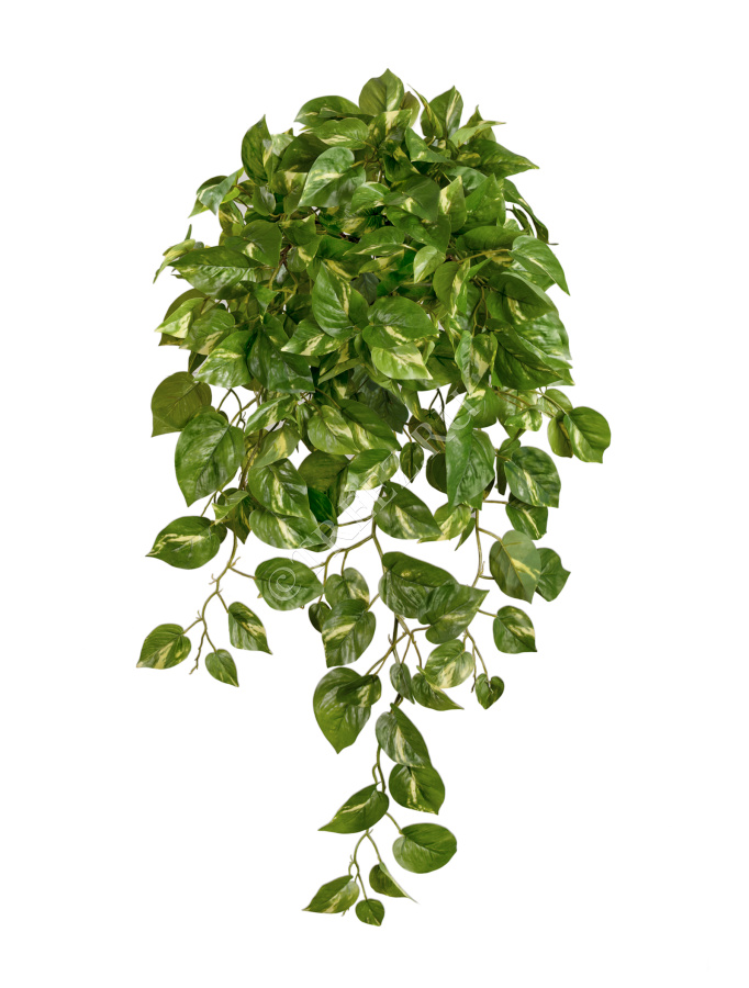 Потос Элегант ампельный большой новый фото