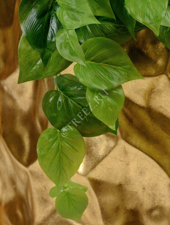 Филодендрон крупнолистный ампельный большой фото