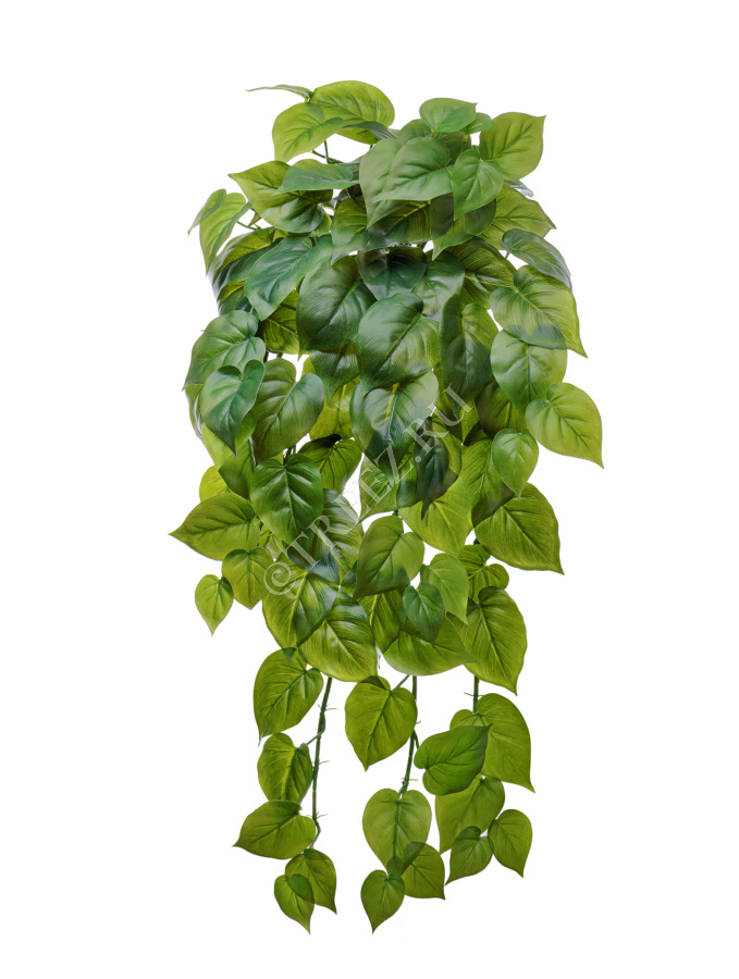 Филодендрон крупнолистный ампельный большой фото