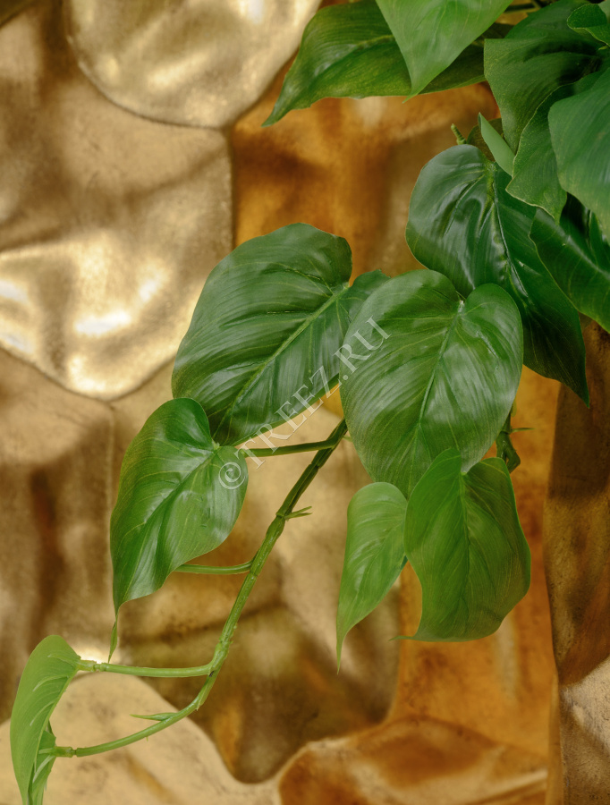 Филодендрон крупнолистный ампельный средний фото