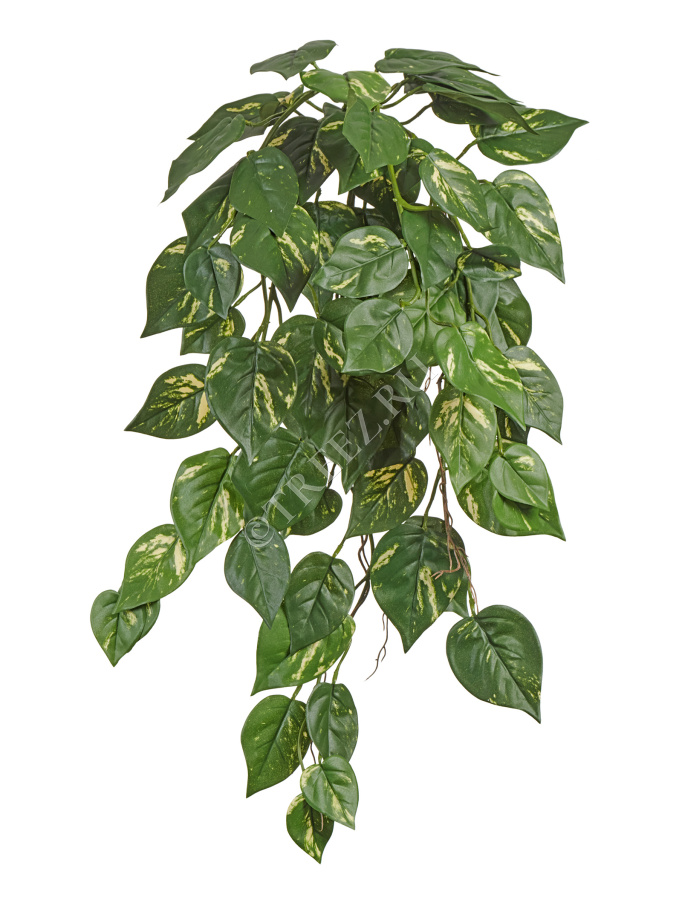 Потос куст ампельный (серия FR - огнезащита) фото