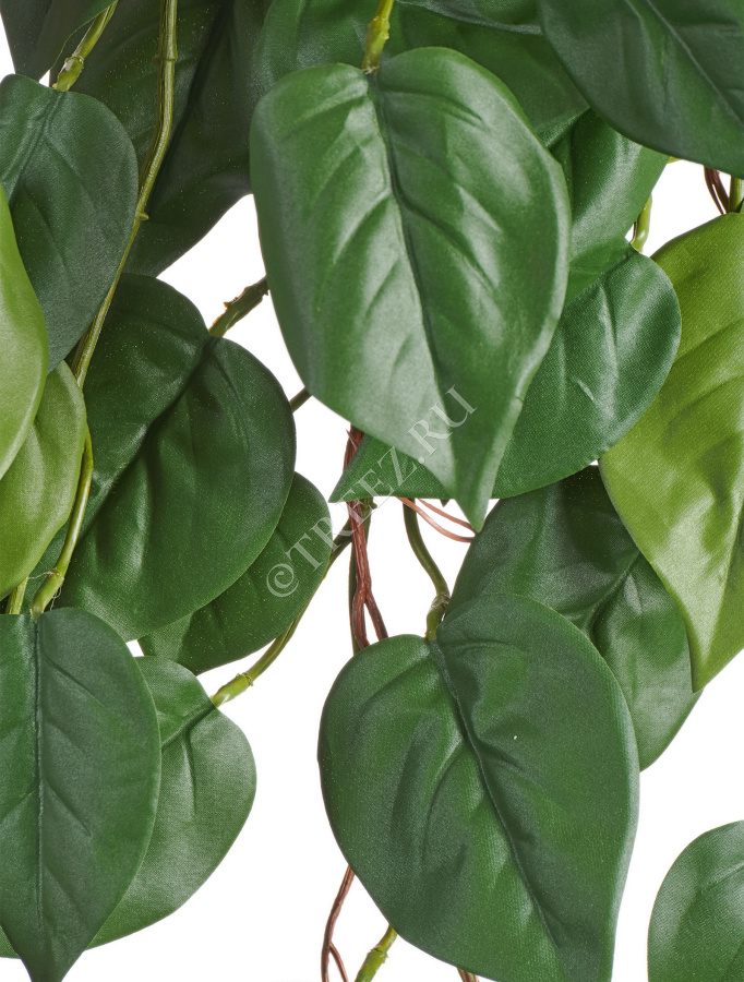 Филодендрон куст ампельный (серия FR - огнезащита) фото