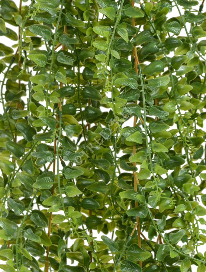 Папоротник Лесной ампельный фото