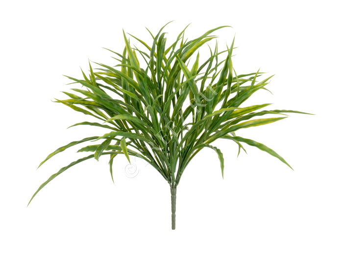 Трава Ванилла Грасс зелёная большой куст фото