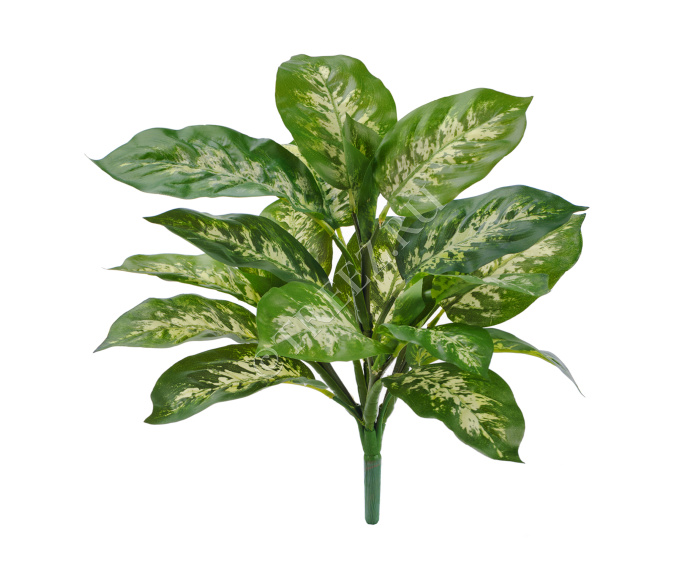 Диффенбахия бело-зелёная куст фото