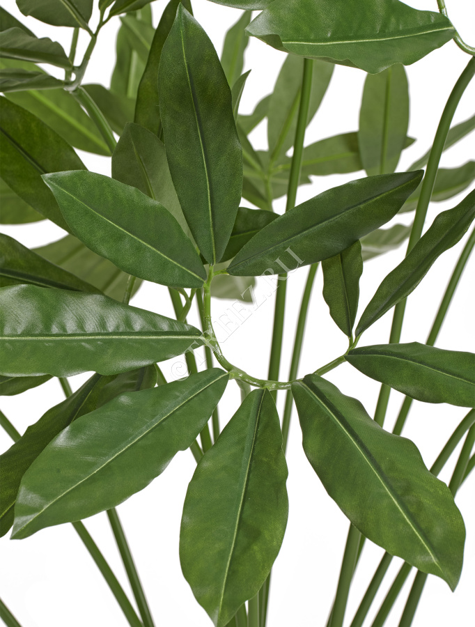 Филодендрон Гоэлди куст большой фото