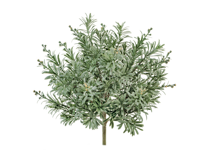 Кроссостефиум (Миллер) серо-зелёный куст со св.лимон.завязями фото