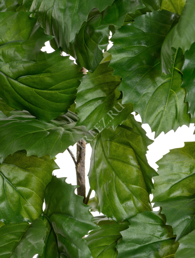 Тетрастигма ветвь де Люкс интерьерная (с крепежным элементом) фото