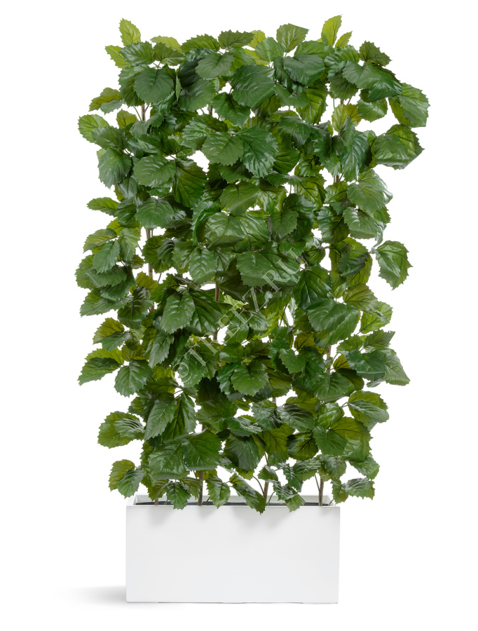 Тетрастигма ветвь де Люкс интерьерная (с крепежным элементом) фото