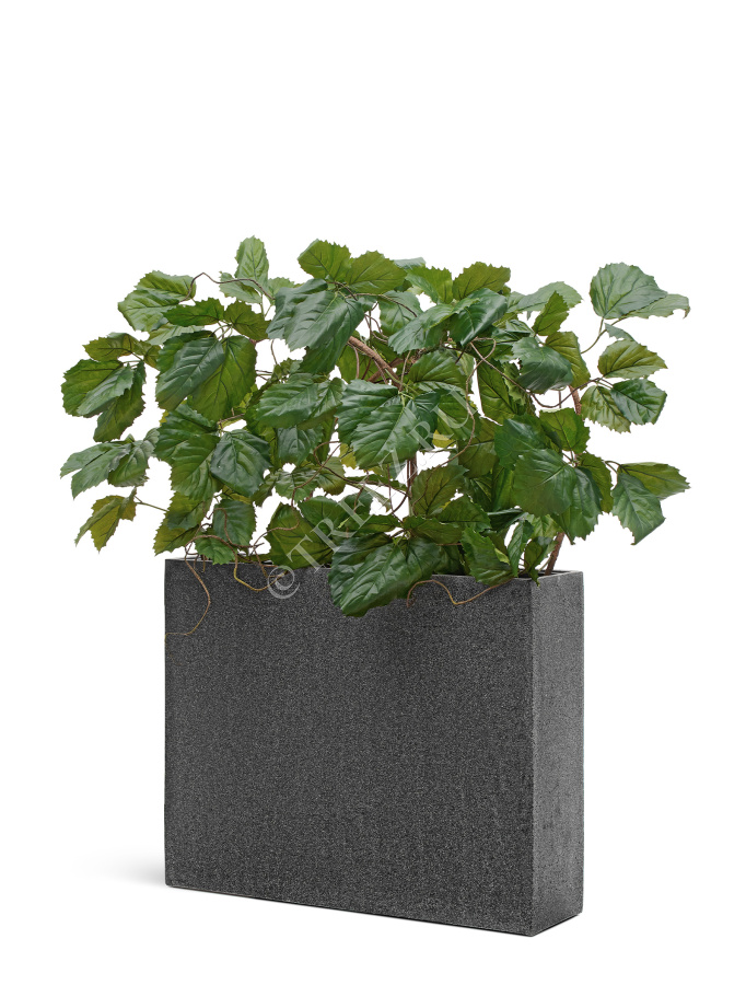 Тетрастигма ветвь де Люкс интерьерная (с крепежным элементом) фото