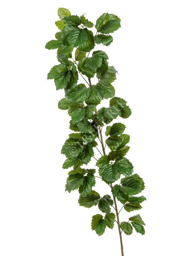 Тетрастигма ветвь де Люкс интерьерная (с крепежным элементом) фото