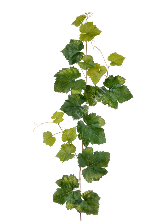 Виноградная гирлянда зелёная фото