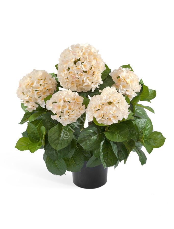Гортензия куст большой крем-ваниль в горшке фото