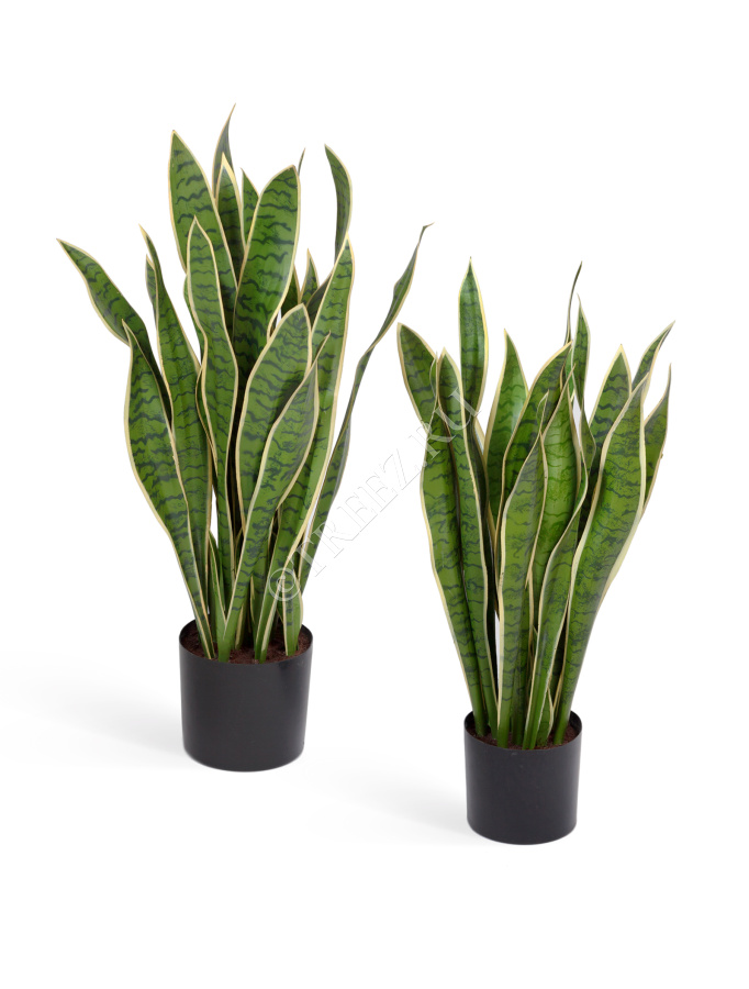 Сансевиерия куст жёлто-зелёный фото