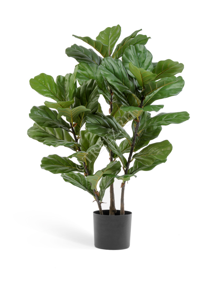 Фикус Лирата куст на стволах фото