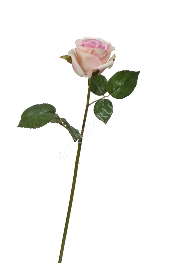 Роза Джулии нежно-розовая с кремовым  фото