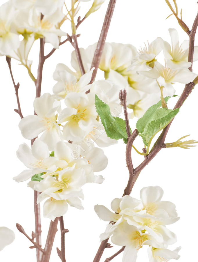 Ветка Сакуры белая Дворец императора средняя фото