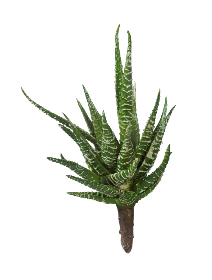 Мини-суккулент Хавортия Фасциата фото