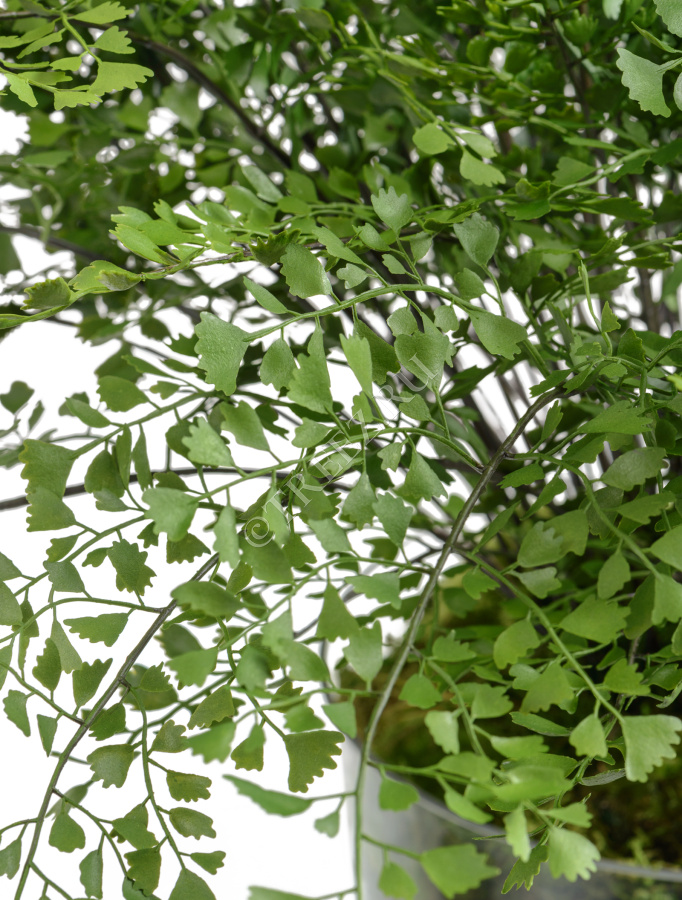 Папоротник Адиантум куст в земле с корнями фото