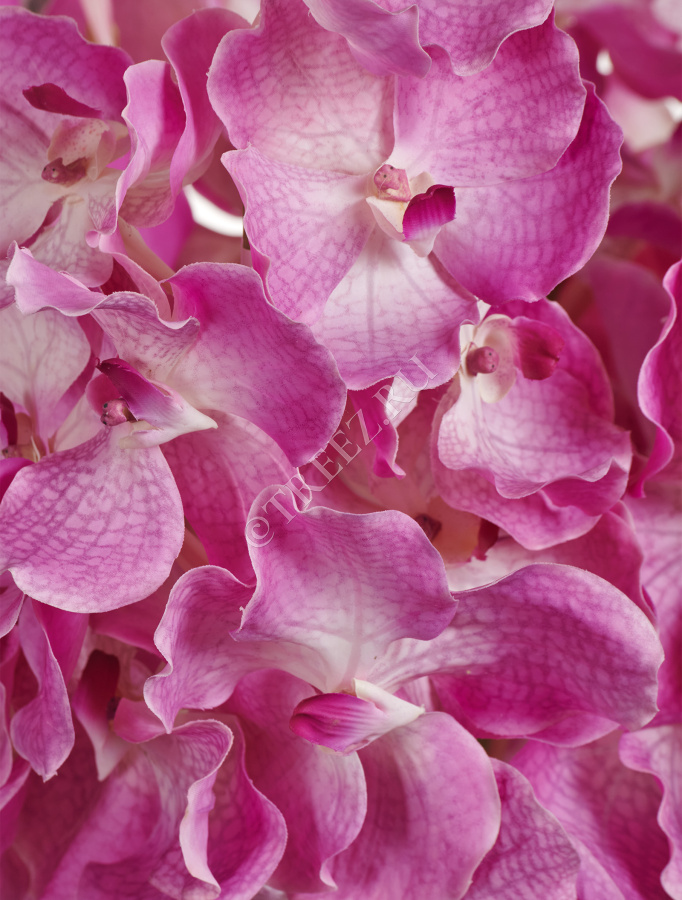 Орхидея Ванда с ярко-сиреневыми прожилками фото