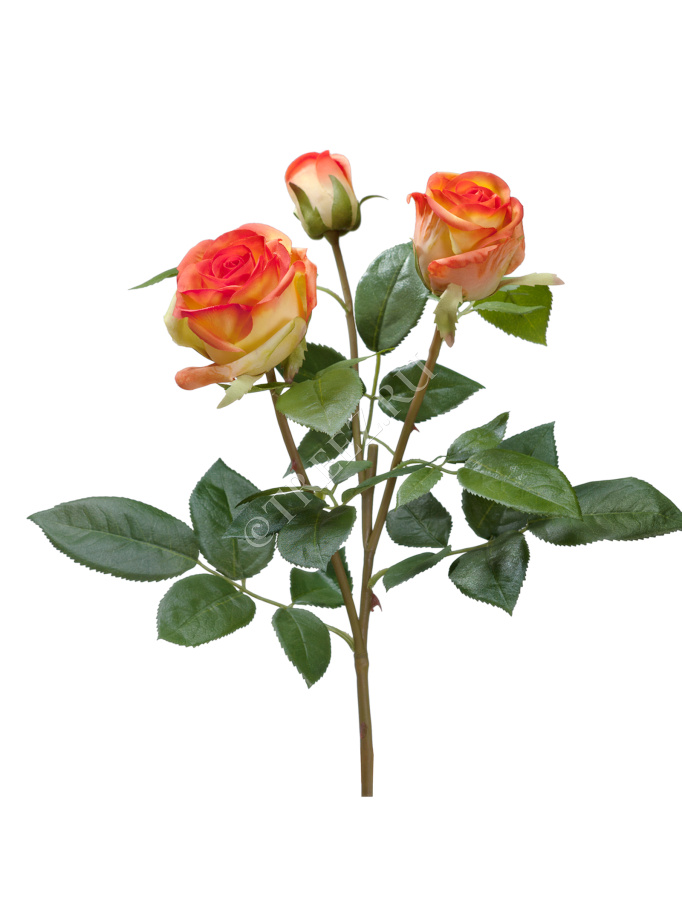 Роза Флорибунда Мидл ветвь золотисто-оранж фото