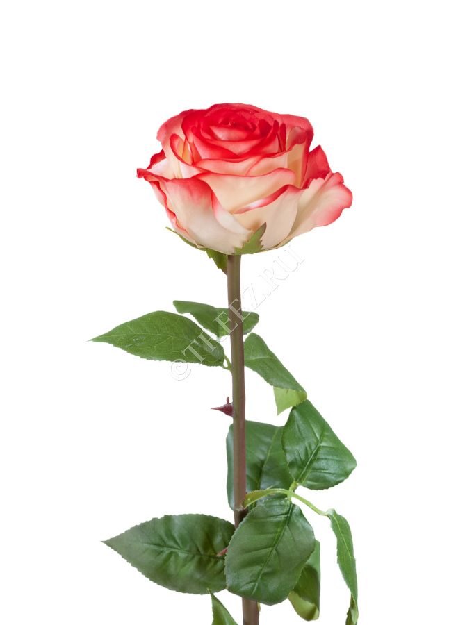 Роза Соло Нью большая кремовая с розовым фото