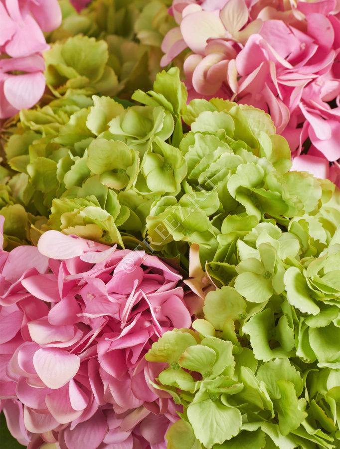 Гортензия "Grande Fiore" ярко-розовая фото