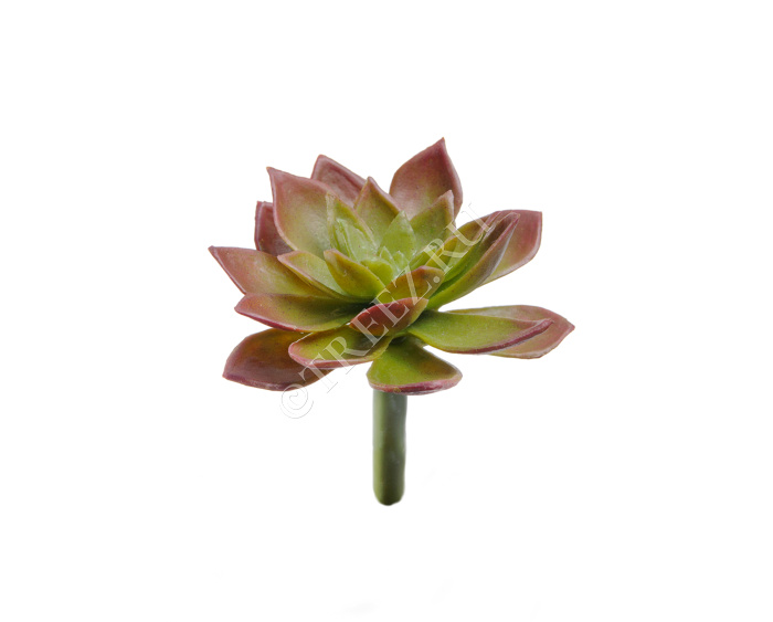 Мини-суккулент Эониум декорум Минор зелёно-бордовый фото