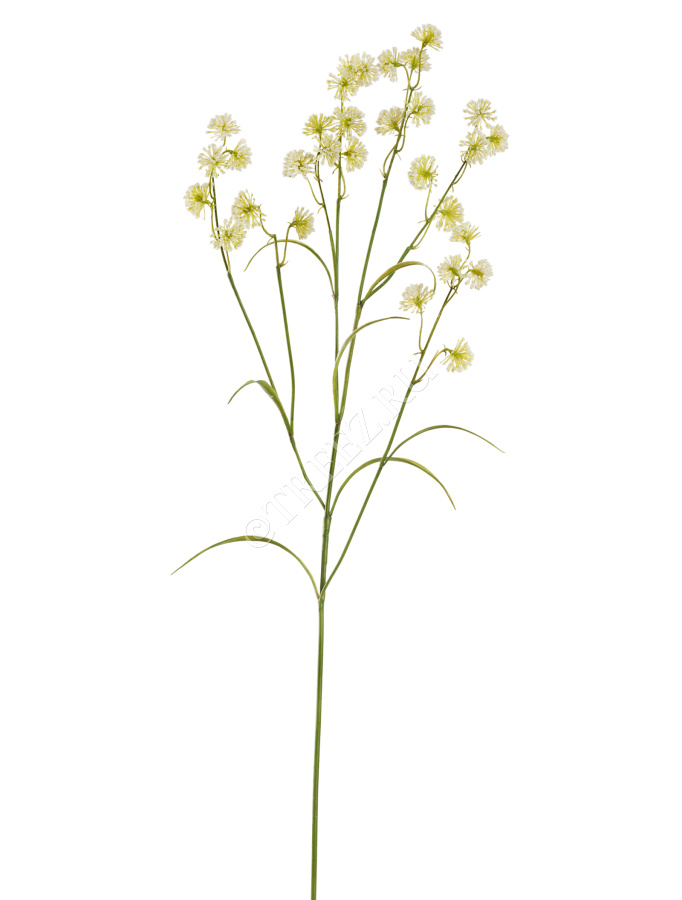 Астранция Вайлд бело-зелёно-лимонная фото