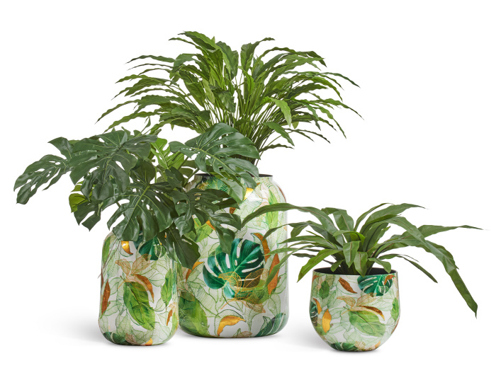 Сет № 56 - Композиция с Каталеей, Монстерой и Асплениумом в кашпо Treez Effectory Savage Garden фото