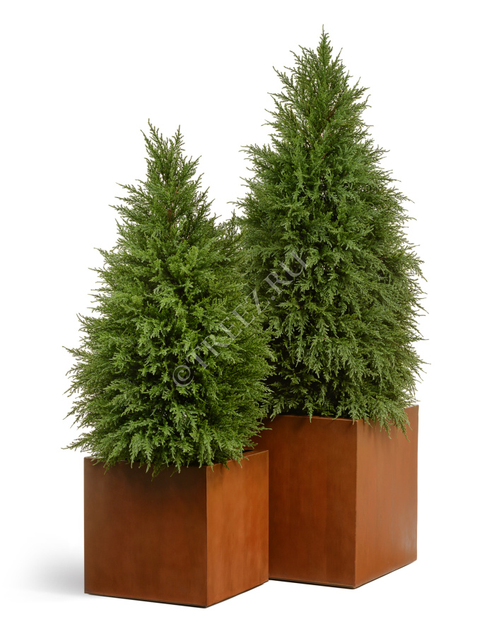 Сет № 79 - Композиция кипарисы в кубах Treez Effectory Corten Steel фото