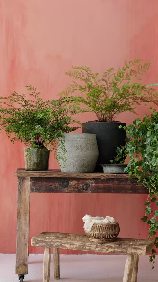 Папоротник Адиантум большой в стекле с мхом, корнями, землёй фото