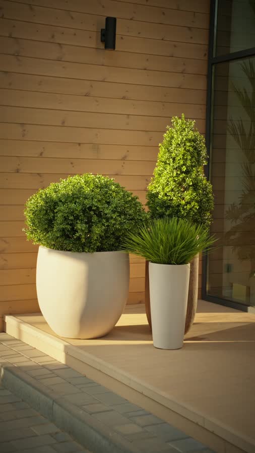 Самшит Шар-Гигант уличный в-120 см фото