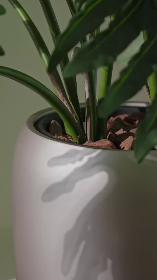 Филодендрон Ксанаду Лардж куст фото