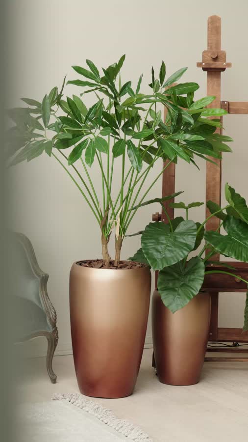 Филодендрон Гоэлди куст большой фото